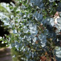 Mostgummi-Eucalyptus (Eucalyptus gunnii) Samen