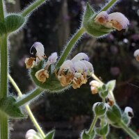 Silberblatt Salbei Artemis (Salvia argentea)