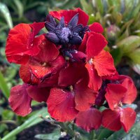 Goldlack Scarlet Emperor (Erysimum cheiri) Samen