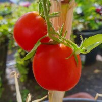 Tomate De Berao (Solanum lycopersicum) Bio Saatgut