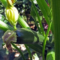 Anfängergemüse für Balkon & Garten (Bio) - Samenset