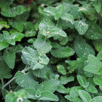 Katzenminze (Nepeta cataria) Bio Saatgut