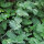 Katzenminze (Nepeta cataria) Bio Saatgut