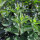 Katzenminze (Nepeta cataria) Bio Saatgut