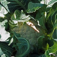 Blumenkohl Neckarperle (Brassica oleracea var. botrytis)...