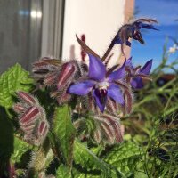 Borretsch (Borago officinalis) Samen