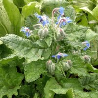 Borretsch (Borago officinalis) Samen