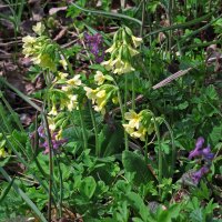 Echte Schlüsselblume (Primula veris) Samen