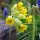 Echte Schlüsselblume (Primula veris) Samen