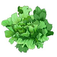 Endivien Salat Grüner Escariol (Cichorium endivia)