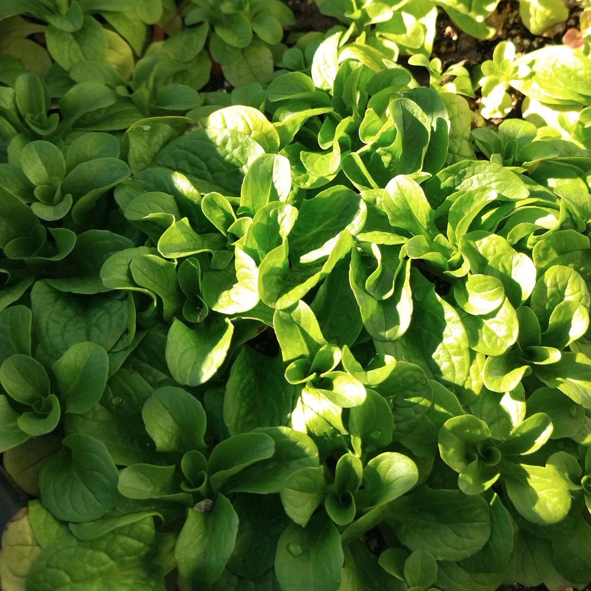 Feldsalat/ Rapunzelsalat &amp;#39;Dunkelgrüner Vollherziger&amp;#39; (Valerianella ...