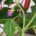 Filetbohne Delinel (Phaseolus vulgaris) Samen