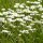 Gänseblümchen (Bellis perennis) Samen