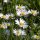 Gänseblümchen (Bellis perennis) Samen