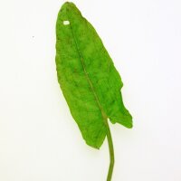 Großer Sauerampfer (Rumex acetosa) Samen