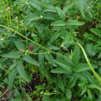 Großer Wiesenknopf (Sanguisorba officinalis) Samen