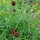 Großer Wiesenknopf (Sanguisorba officinalis) Samen