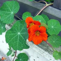 Kapuzinerkresse (Tropaeolum majus) Samen