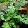 Kerbel (Anthriscus cerefolium) Samen