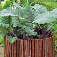 Violetter Kohlrabi Blauer Delikatess (Brassica oleracea...