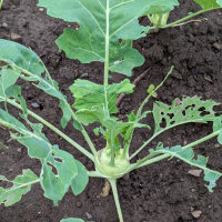 Kohlrabi Superschmelz (Brassica oleracea var. gongylodes) Samen