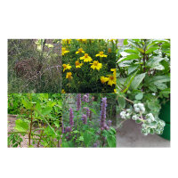 Unsere Pflanzenlieblinge: Küchenkräuter & Gewürze für Aroma-Freaks (Bio) - Samenset