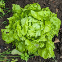 Kopfsalat Neckarriesen (Lactuca sativa) Samen