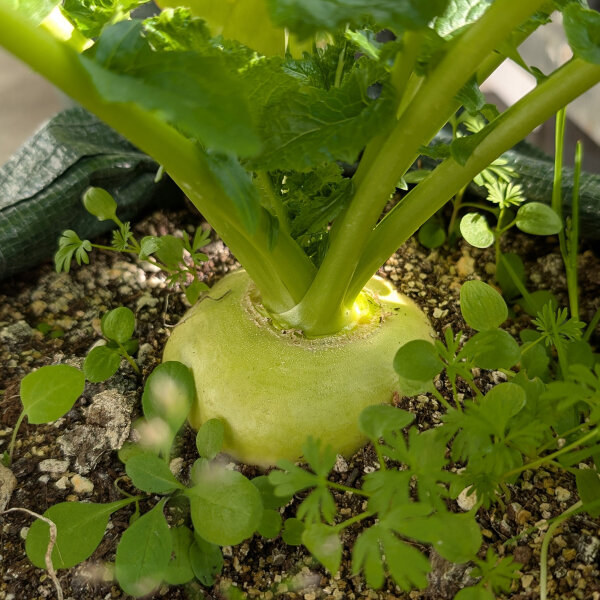 Mairüben Platte Witte Mei (Brassica rapa subsp. rapa var. majalis) Samen