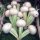 Mairüben Platte Witte Mei (Brassica rapa subsp. rapa var. majalis) Samen