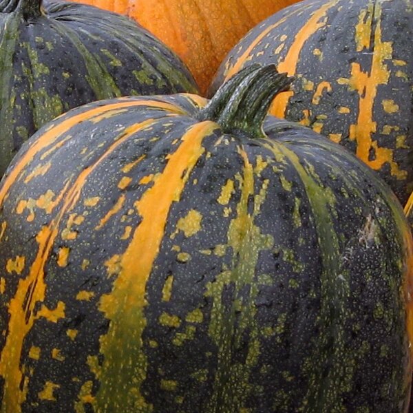 Steirischer Ölkürbis (Cucurbita pepo var. styriaca)