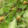 Parakresse / Jambú (Spilanthes oleracea) Samen