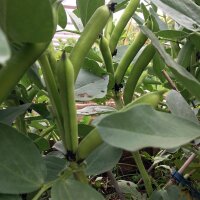 Puffbohne / Dicke Bohne Hangdown Grünkernig (Vicia faba) Samen
