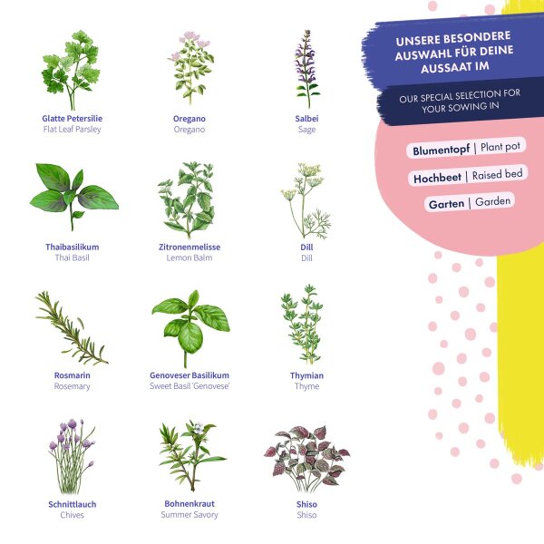 Little Plants BIO Zitronenmelisse Samen – 1000 Samen, Samenfest, Für Garten & Balkon | Kräutersamen Für Tee & Deko