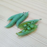 Erbsenwicke (Vicia pisiformis) Samen