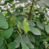 Erbsenwicke (Vicia pisiformis) Samen