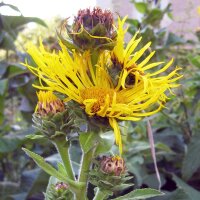 Echter Alant (Inula helenium) Samen