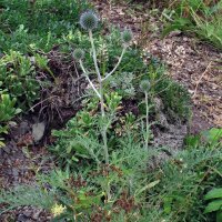 Blaue Kugeldistel (Echinops ritro) Samen