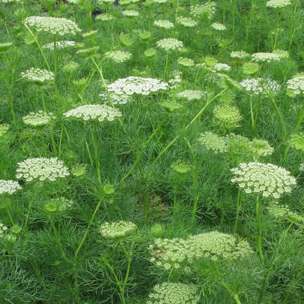 Bischofskraut / Zahnstocher-Ammei (Ammi visnaga)  Samen