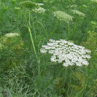 Bischofskraut / Zahnstocher-Ammei (Ammi visnaga)  Samen