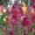 Löwenmäulchen Mischung (Antirrhinum majus)  Samen
