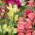 Löwenmäulchen Mischung (Antirrhinum majus)  Samen