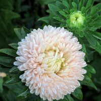 Krallenaster (Callistephus chinensis) Samen