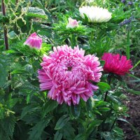 Krallenaster (Callistephus chinensis) Samen