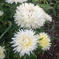 Krallenaster (Callistephus chinensis) Samen