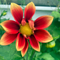 Niedriger Dahlien-Mix (Dahlia variabilis)  Samen