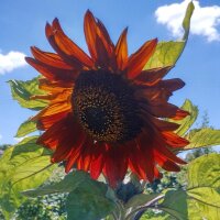 Rotbraune Sonnenblume Autumn Beauty (Helianthus annuus) Samen