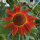 Rotbraune Sonnenblume Autumn Beauty (Helianthus annuus) Samen