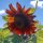 Sonnenblume Autumn Beauty (Helianthus annuus) Samen