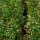 Schabzigerklee (Trigonella caerulea) Samen