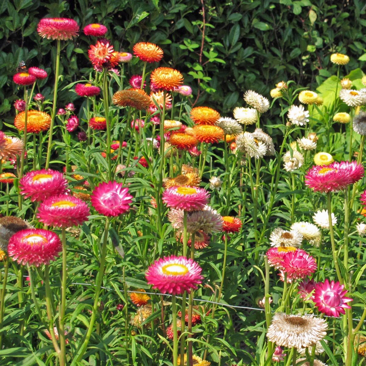 Goldstrohblume / Garten-Strohblume (Xerochrysum bracteatum) Samen